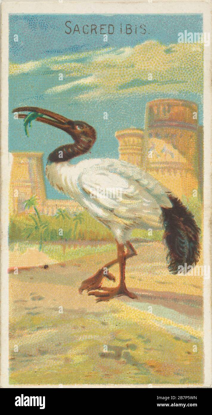 Sacred Ibis, from the Birds of the Tropics series (N5) for Allen &amp; Ginter Cigarettes Brands, 1889. Stock Photo