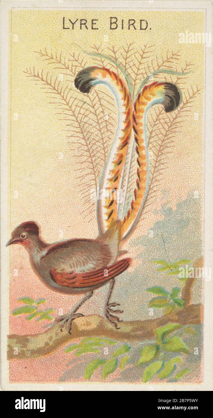 Lyre Bird, from the Birds of the Tropics series (N5) for Allen &amp; Ginter Cigarettes Brands, 1889. Stock Photo