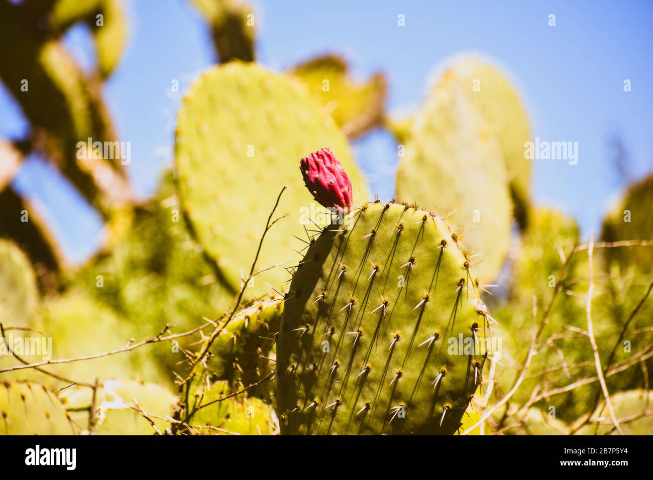 Lonely Prickly Pear Stock Photo