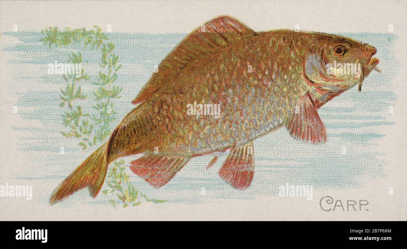 Carp, from the Fish from American Waters series (N8) for Allen &amp; Ginter Cigarettes Brands, 1889. Stock Photo