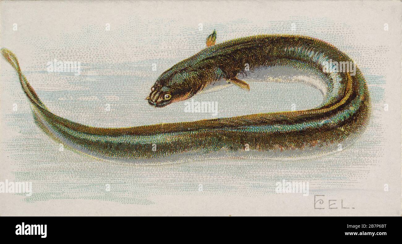 Eel, from the Fish from American Waters series (N8) for Allen &amp; Ginter Cigarettes Brands, 1889. Stock Photo