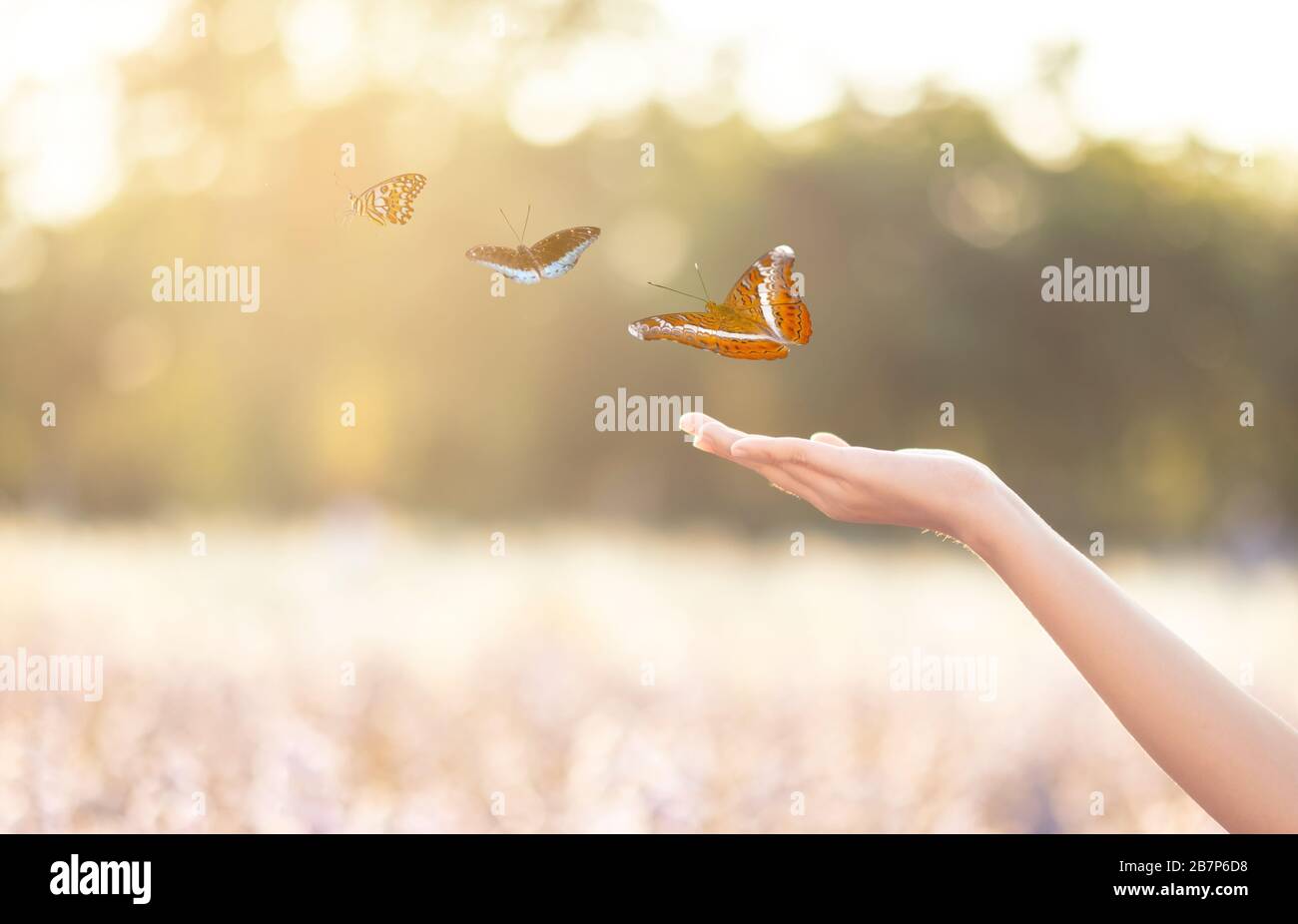 The girl frees the butterfly from the jar, golden blue moment Concept of freedom Stock Photo