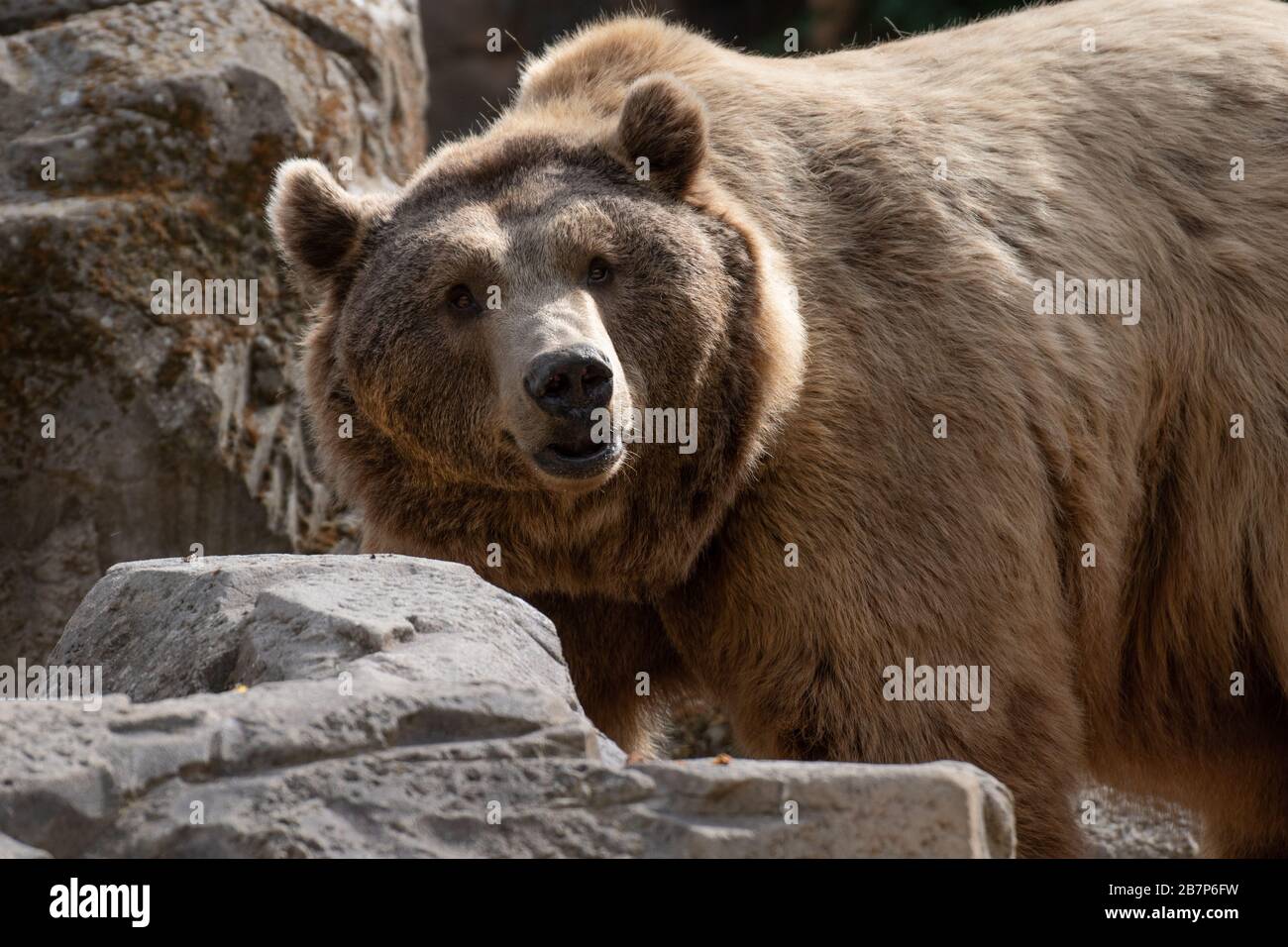 Male grizzly bear face close up hi-res stock photography and images - Alamy