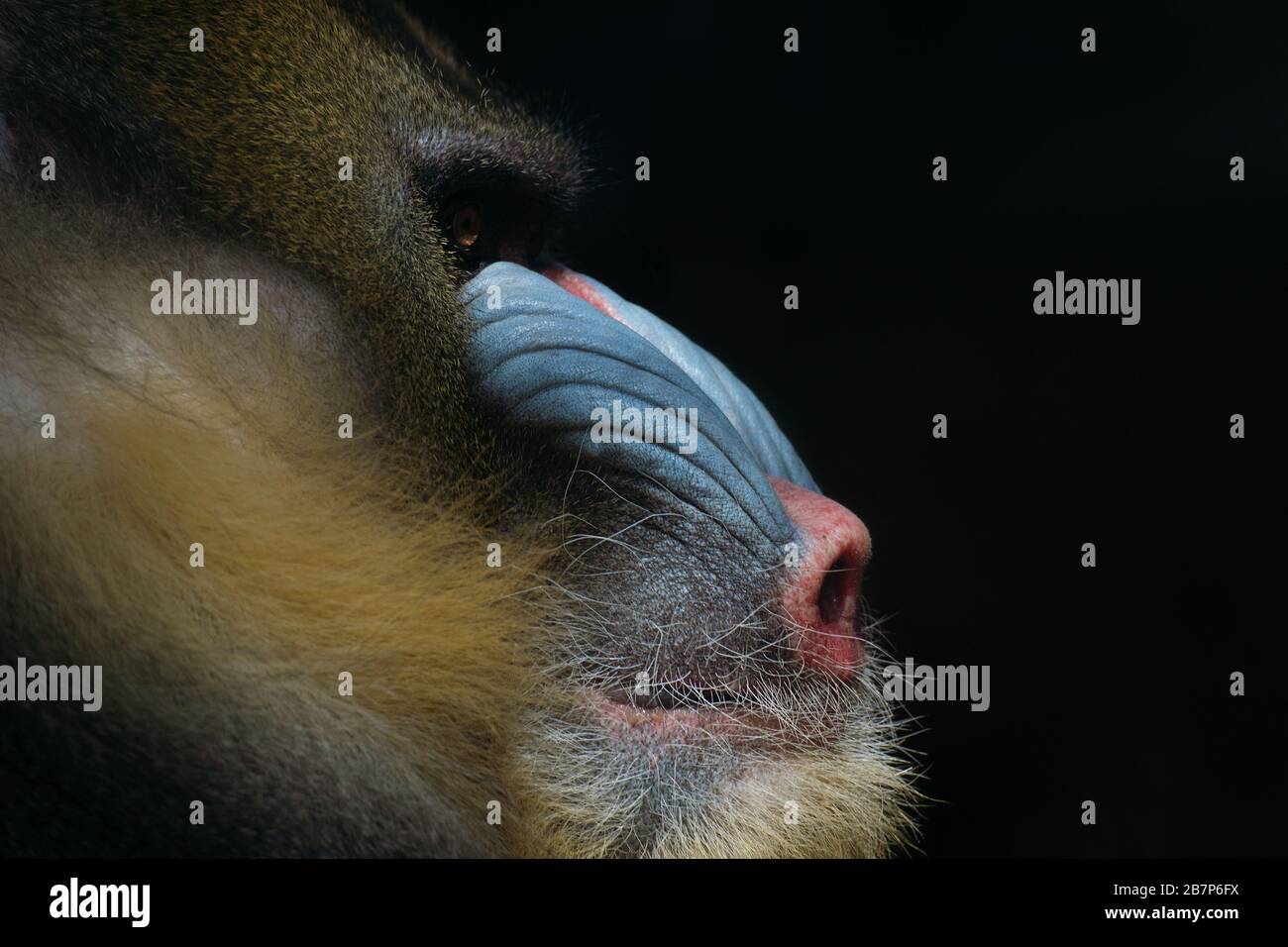 Close up portrait of a male mandrill's face isolated with black background Stock Photo