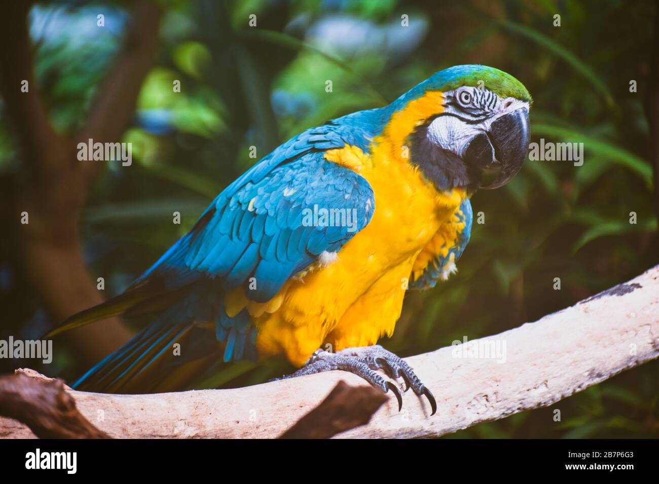 Page 2 Parrot Picture High Resolution Stock Photography And Images Alamy