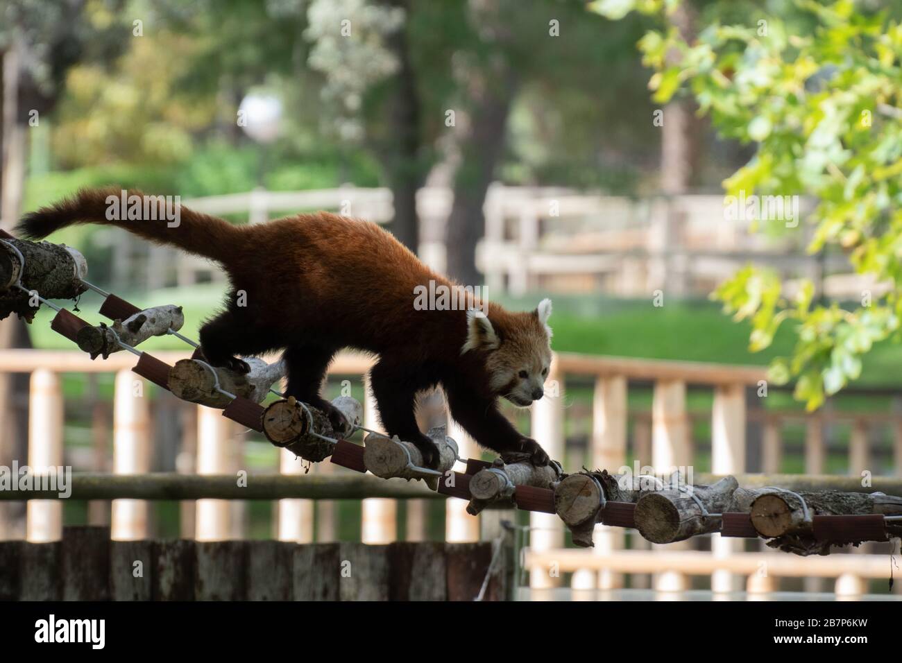 Red Panda Rope Bridge Panda living hi-res stock photography and images - Alamy