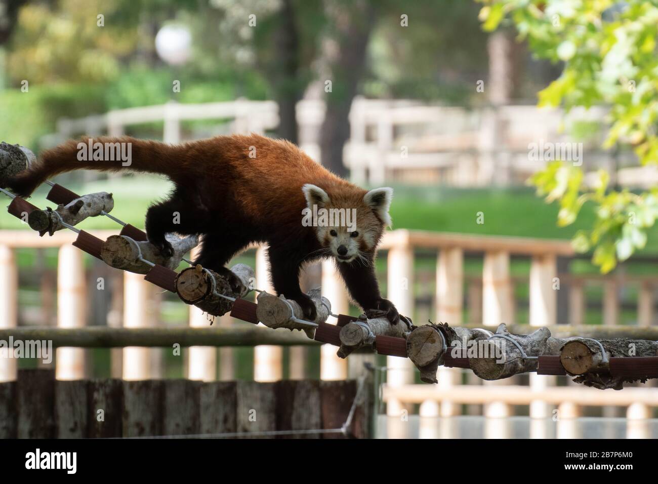Red Panda Rope Bridge Portrait of an active red panda in a zoo crossing a bridge Stock Photo ...