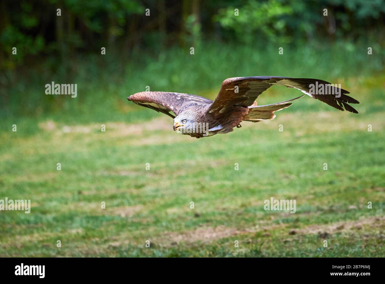 Red Kite in flight (Milvus milvus) Stock Photo