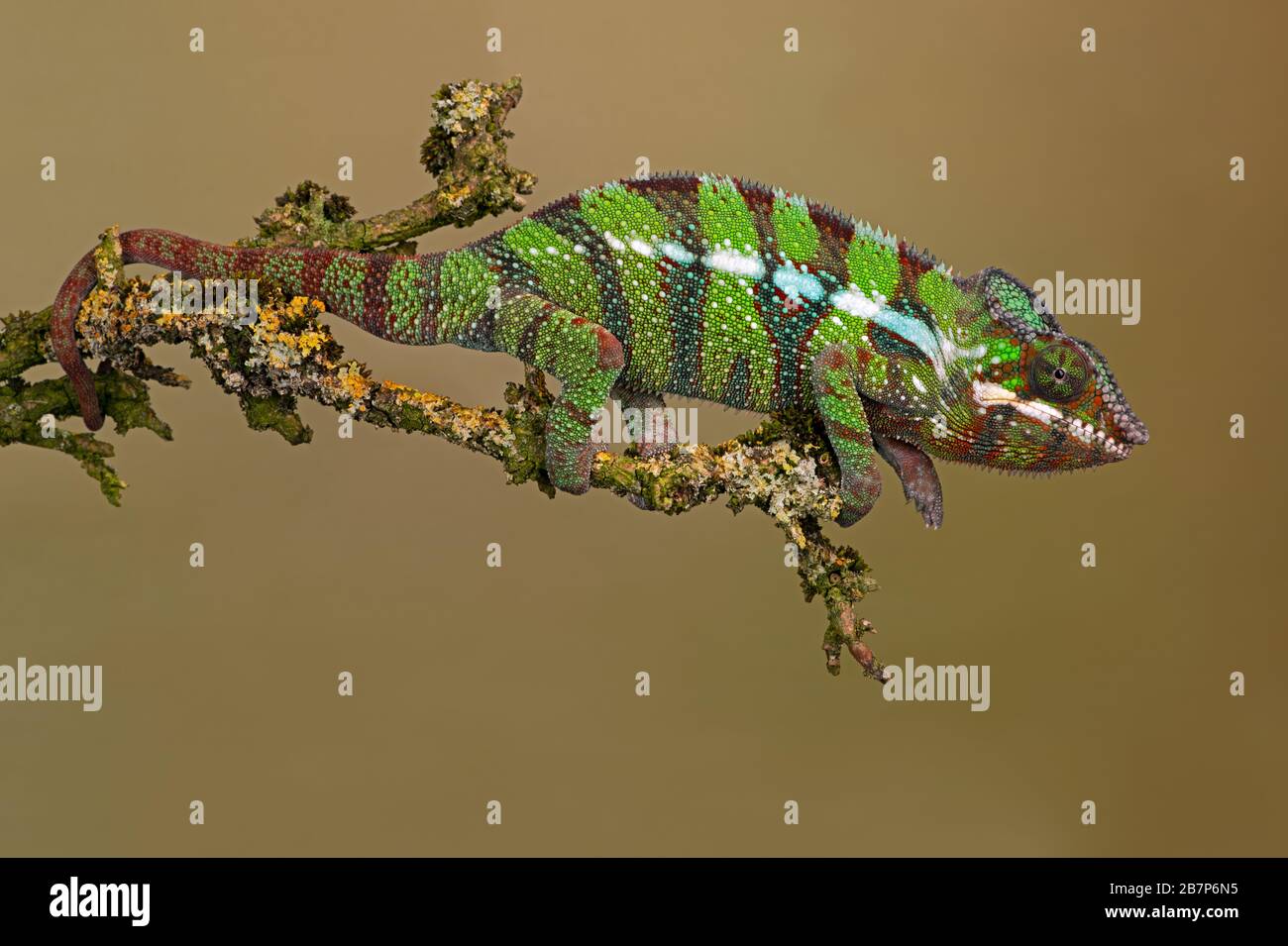 Ambilobe Panther Chameleon (Furcifer pardalis) Stock Photo