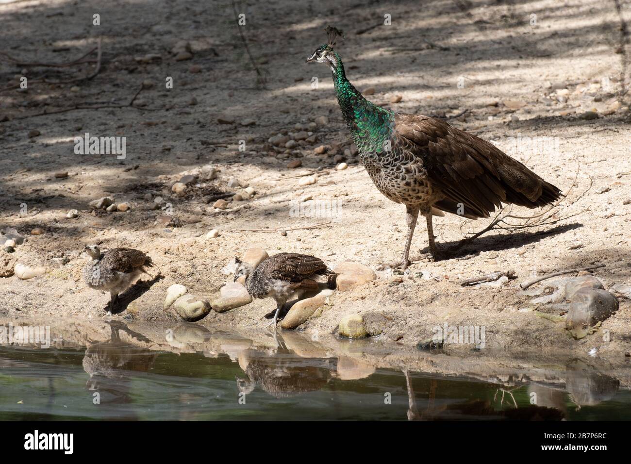 Female of Indian peafowl with her chicks drinking water in summer in Madrid Stock Photo