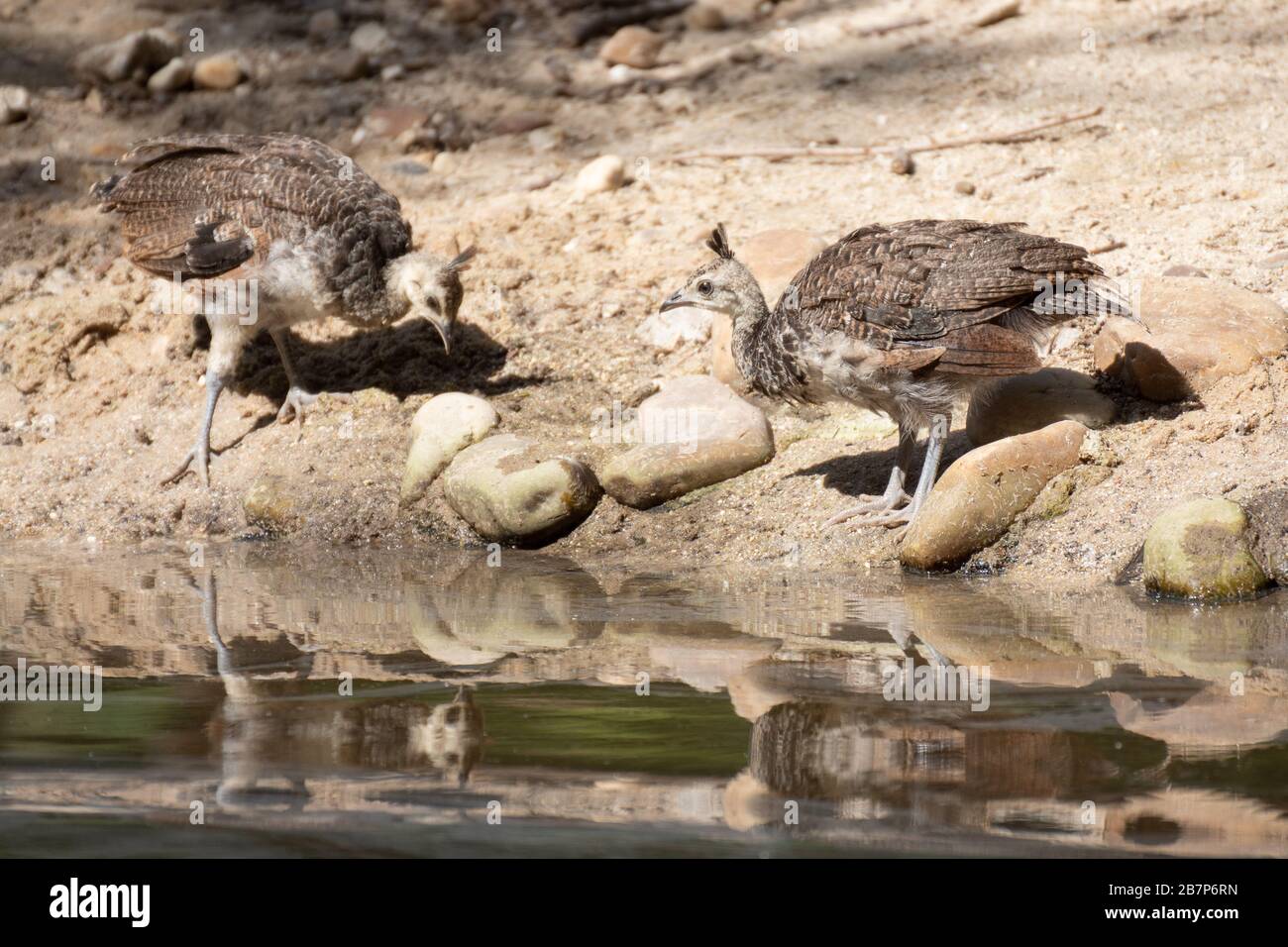 Female of Indian peafowl with her chicks drinking water in summer in Madrid Stock Photo