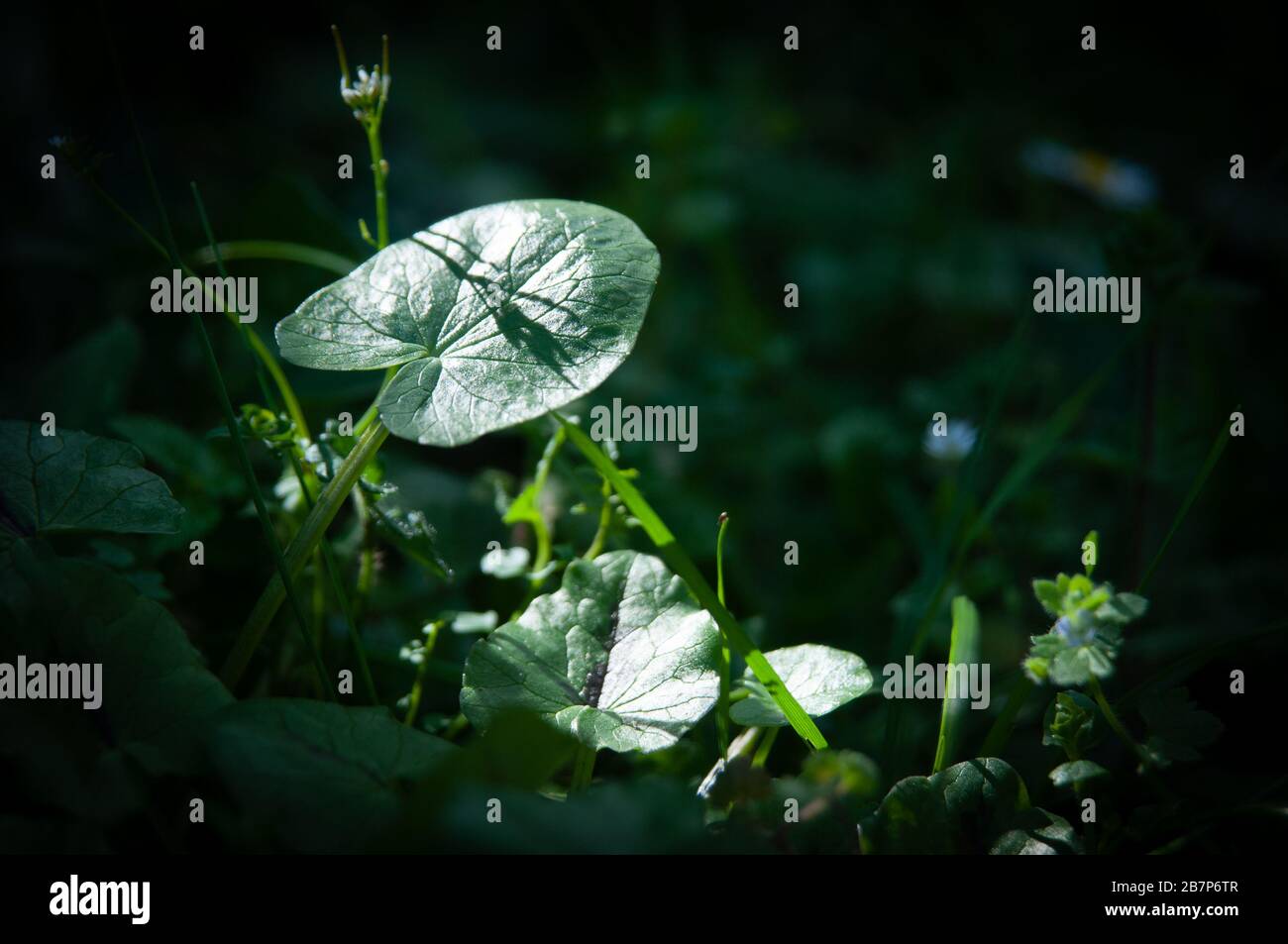 Spring in Tuscany: trees sending out sprouts and wildflowers. Stock Photo