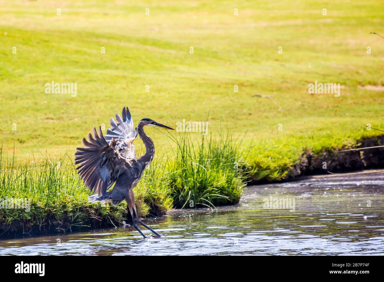 A great blue heron landing near a pond Stock Photo
