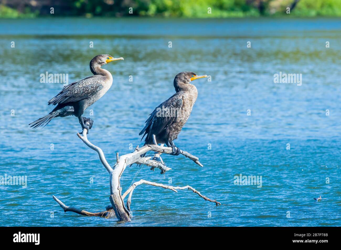 Two double crested cormorants on branch during day time Stock Photo
