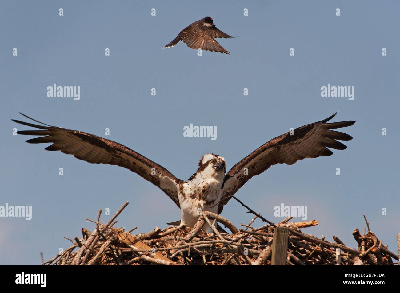 A small eastern kingbird attacking a much larger nesting osprey ...