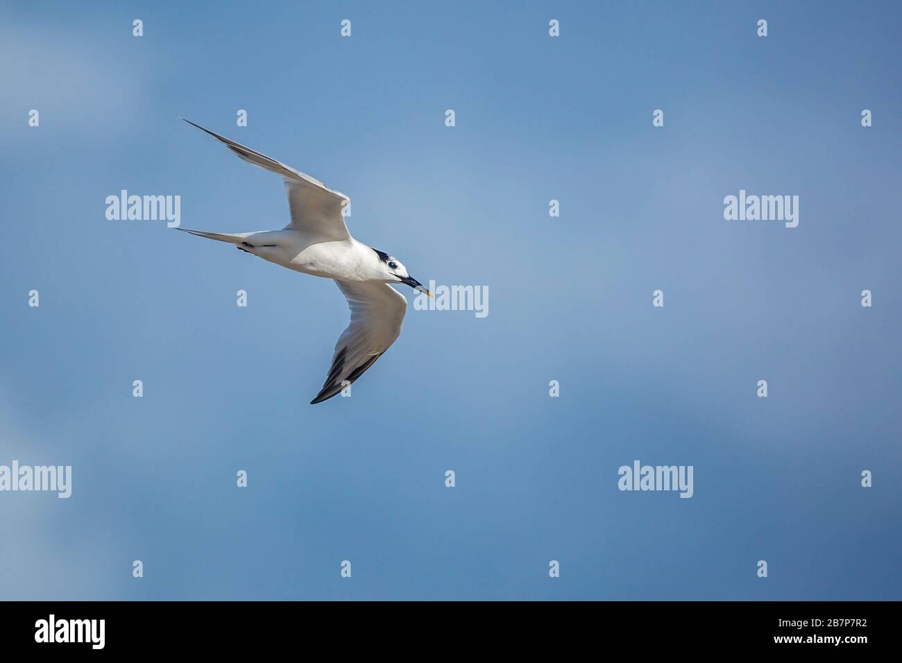 One flying sandwich tern with blue sky Stock Photo