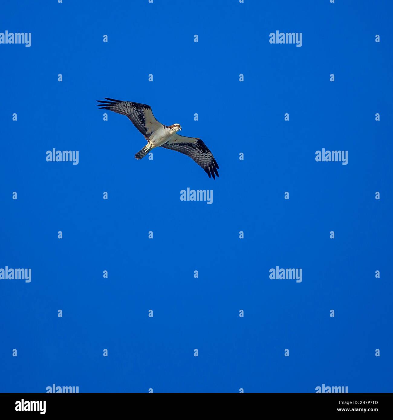 One flying osprey with blue sky Stock Photo