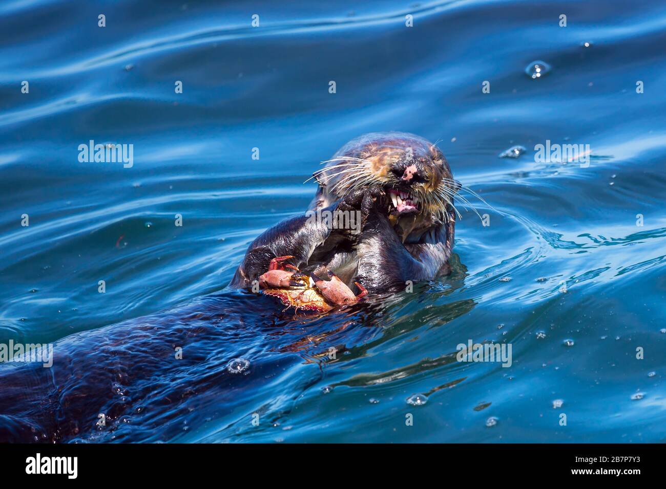 Sea otter eating a crab Stock Photo