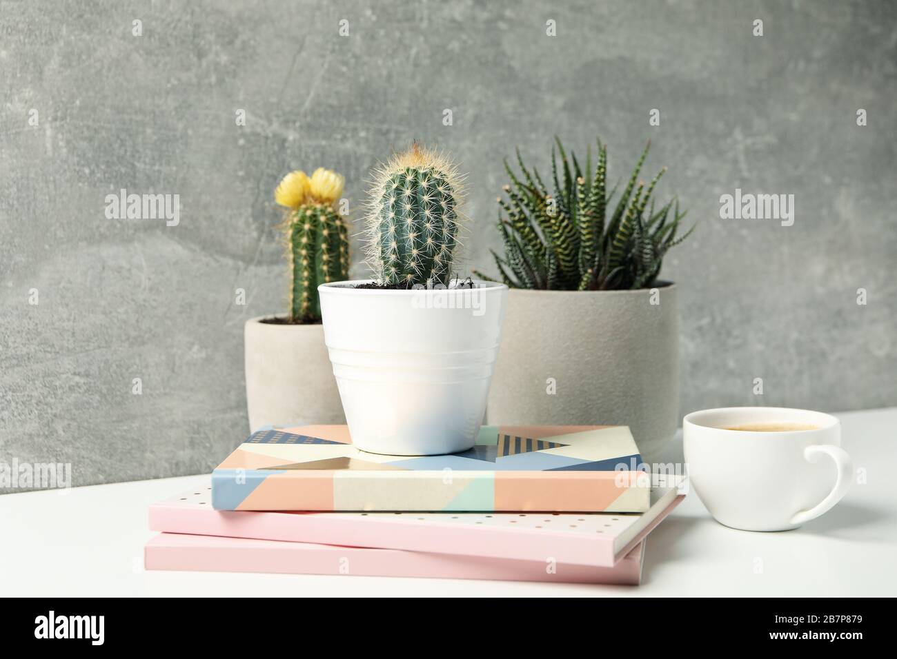 Succulent plants, coffee and notebooks against grey background. Houseplants Stock Photo