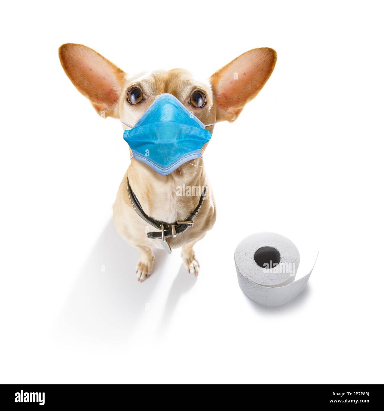 sick and ill chihuahua dog isolated on white background with face mask and  toilet paper rolls , protecting from virus and bacteria Stock Photo - Alamy