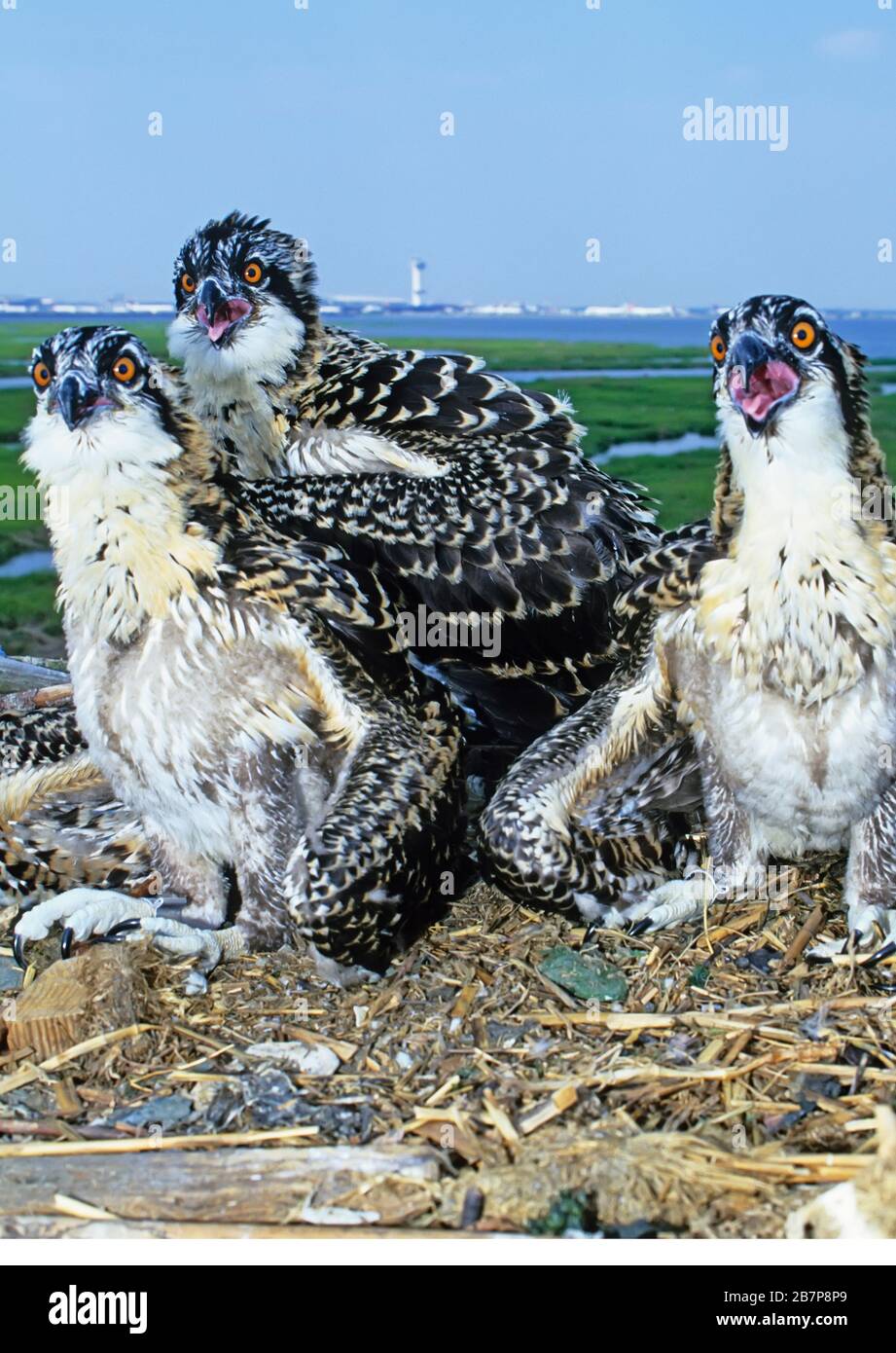Osprey fledglings at nest with JFK airport in background Stock Photo