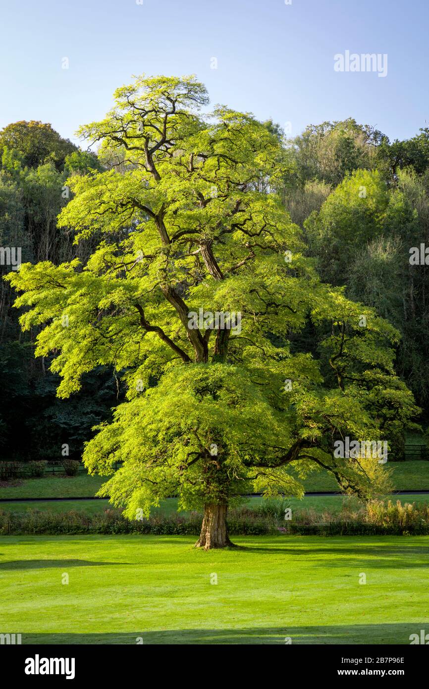 Big locust hires stock photography and images Alamy