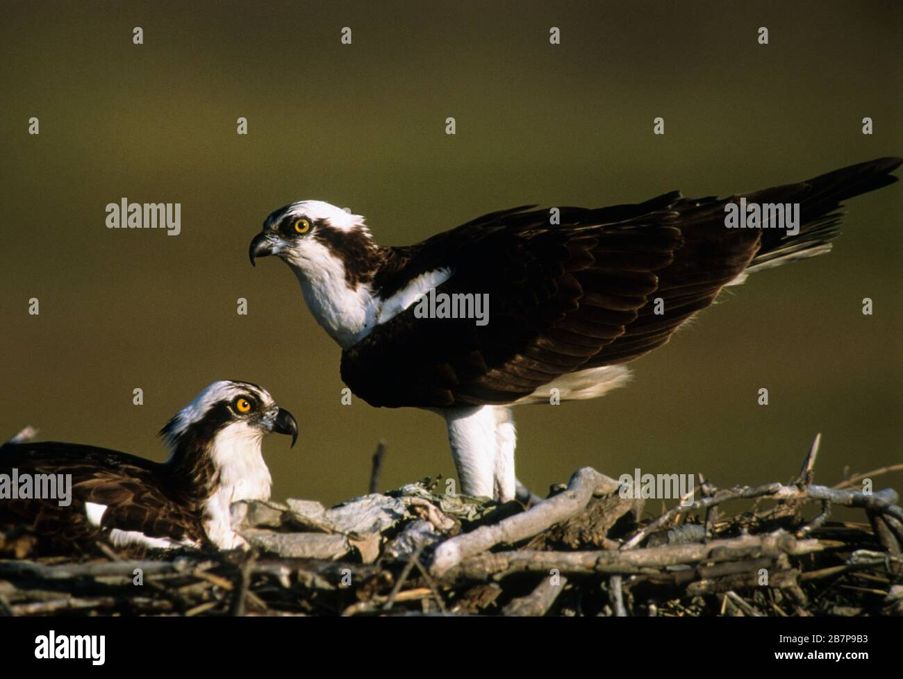 Osprey pair at nest Stock Photo - Alamy