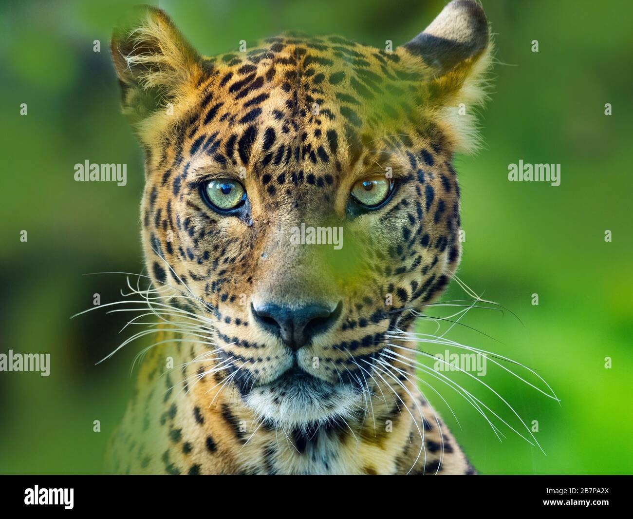 Sri Lankan leopard  Panthera pardus kotiya. Stock Photo