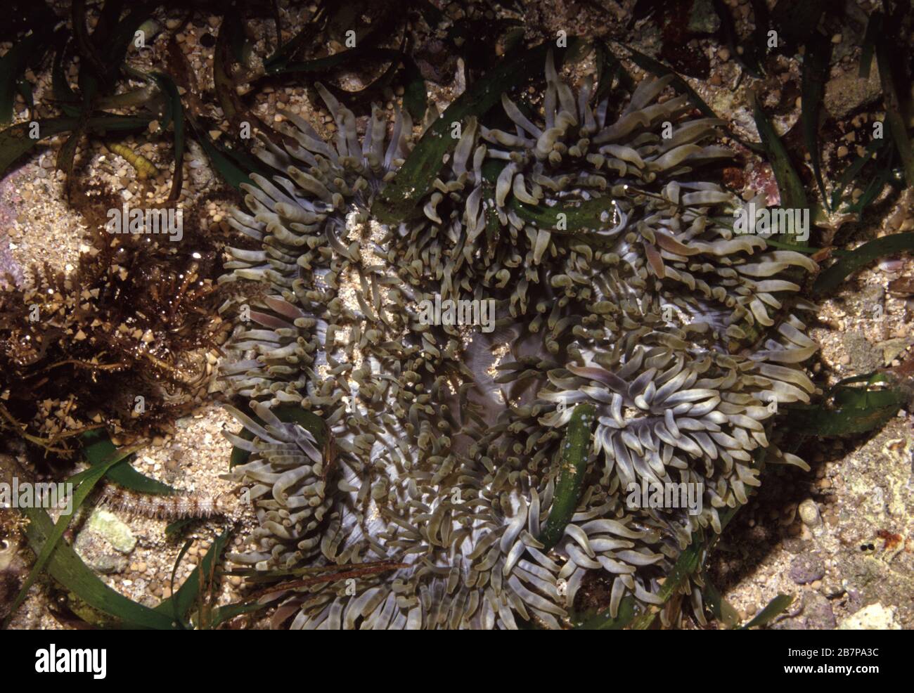 Sebae anemone, Heteractis crispa Stock Photo