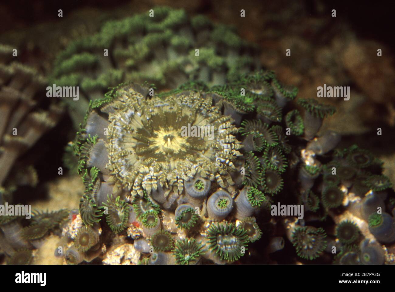 Beaded sea anemone, Heteractis aurora Stock Photo