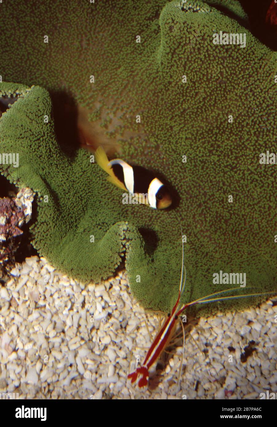 Carpet anemone, Stichodactyla haddoni Stock Photo