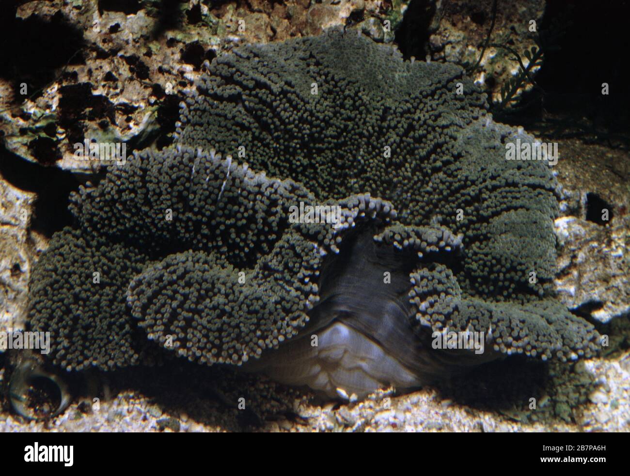 Carpet anemone, Stichodactyla mertensii Stock Photo