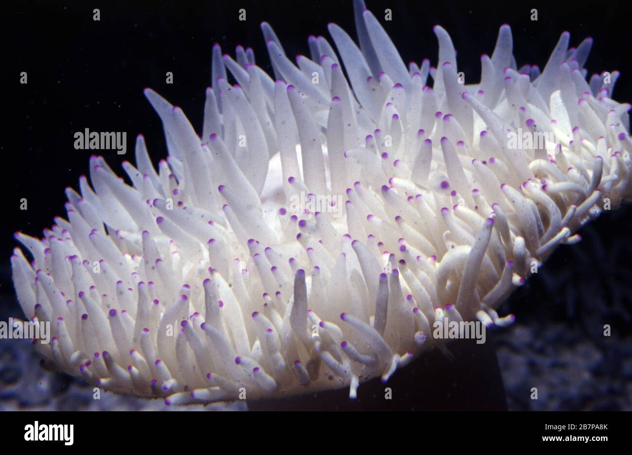 Malu anemone, Heteractis (Radianthus) malu Stock Photo