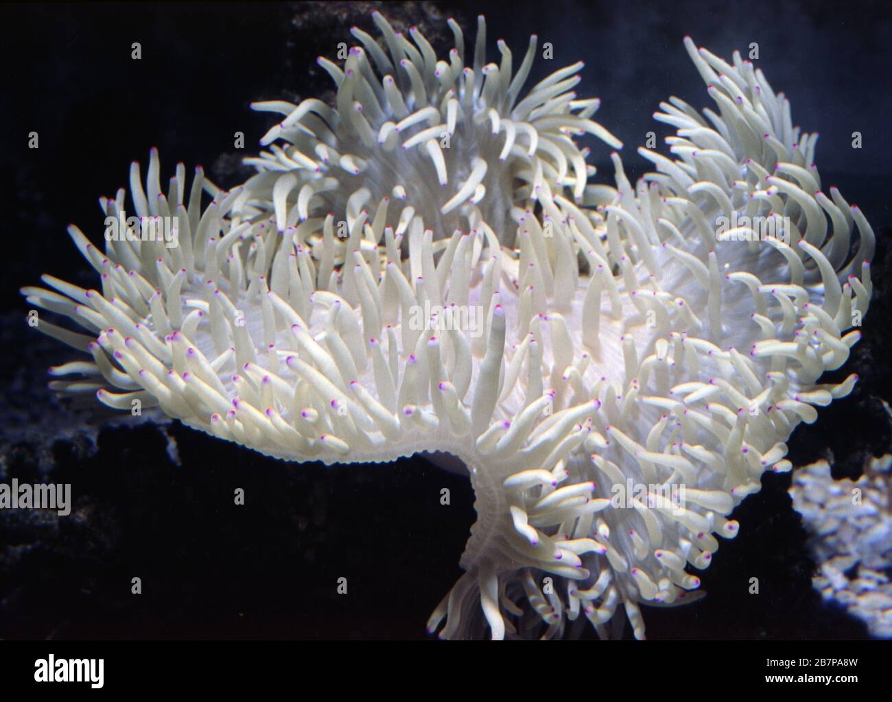 Sebae or leathery sea anemone, Heteractis crispa Stock Photo