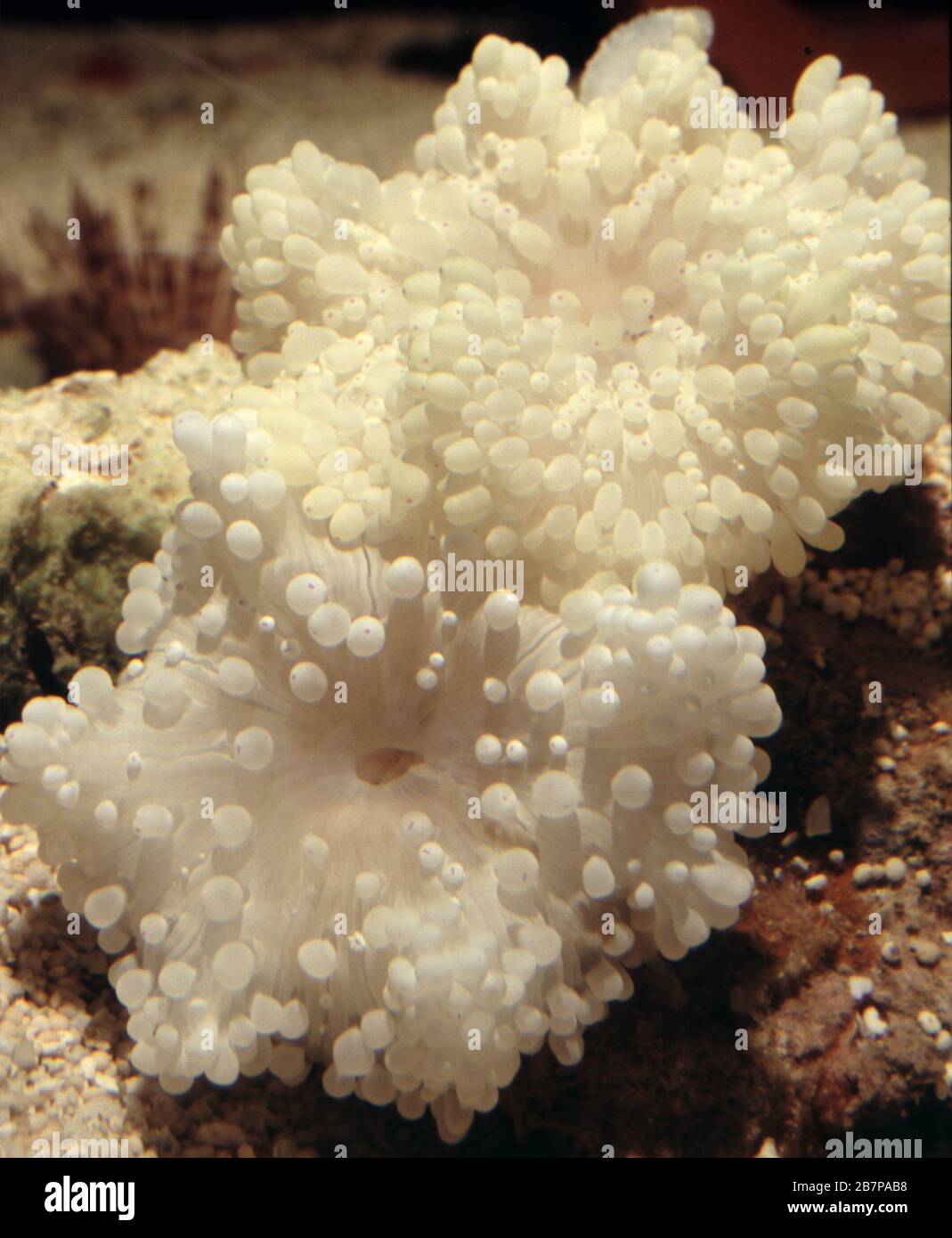 Malu anemone, Heteractis (Radianthus) malu Stock Photo