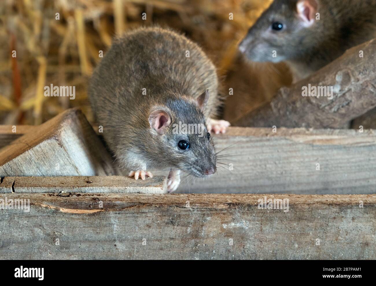 Scaly Tail High Resolution Stock Photography and Images Alamy
