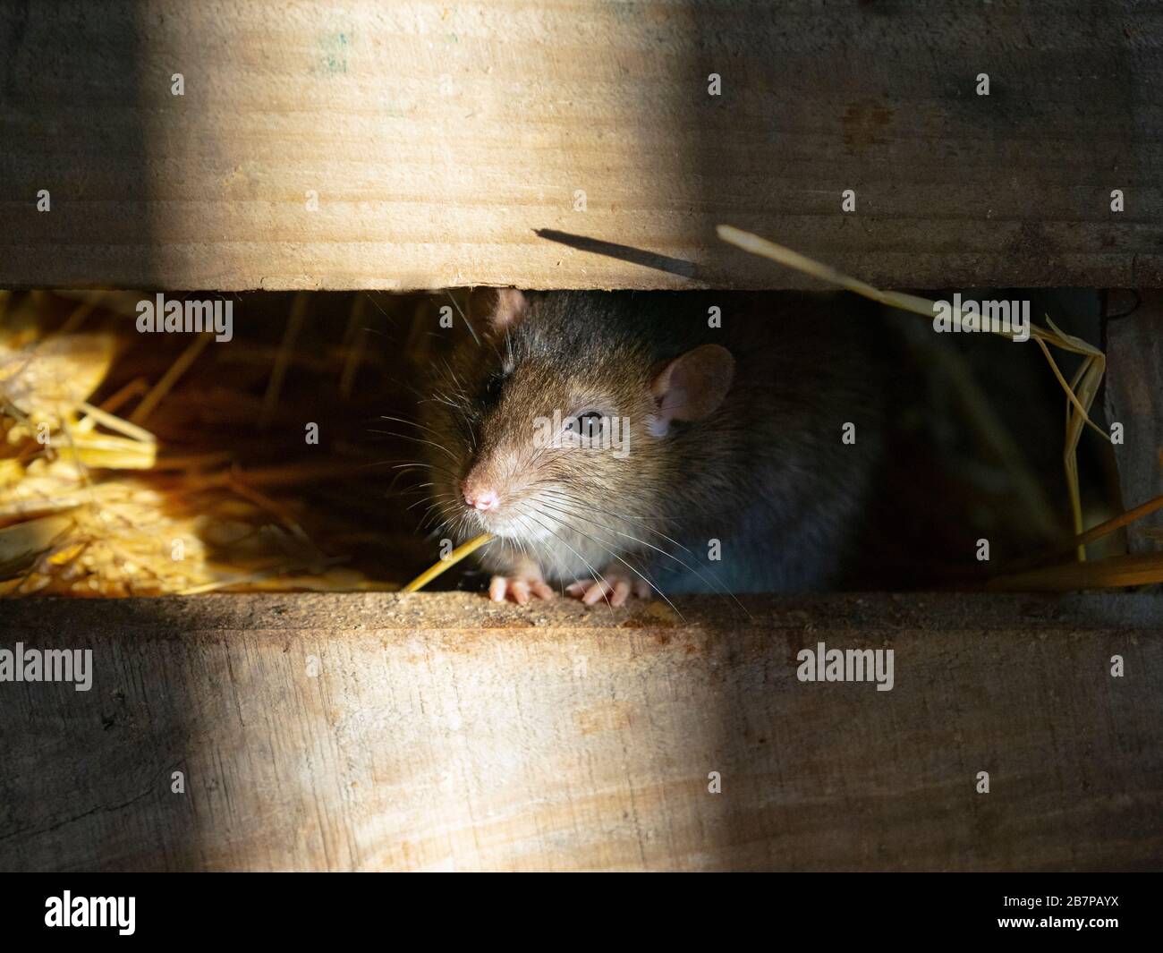 Brown Rats Rattus norvegicus in farm barn Stock Photo Alamy