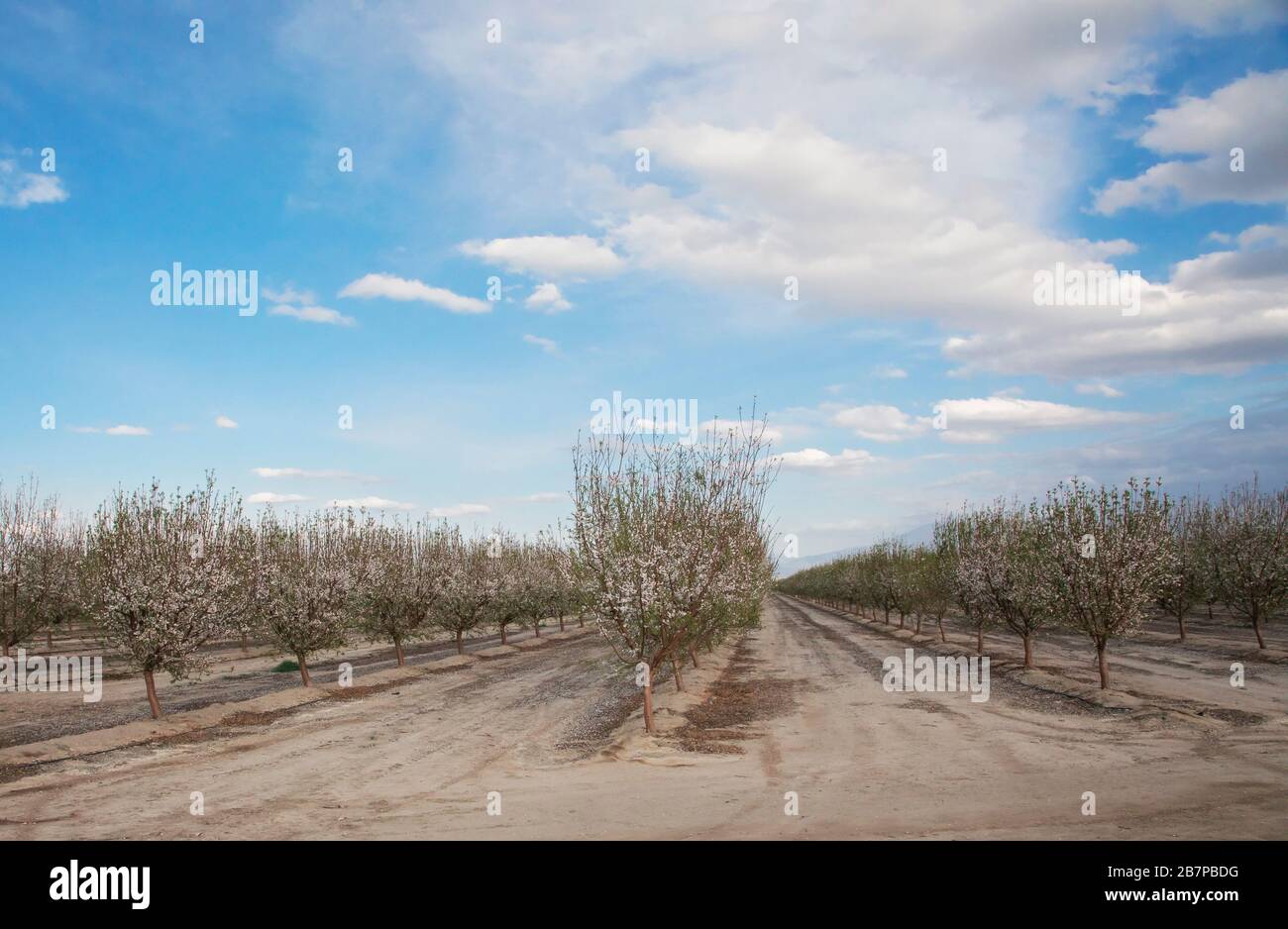 Almond trees in blossom, in Bakersfield, California, United States
