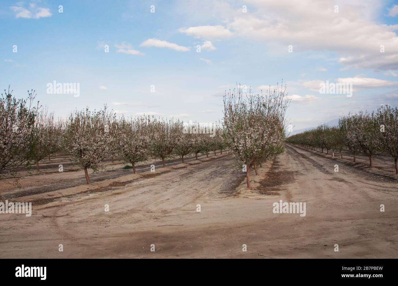 Almond trees in blossom, in Bakersfield, California, United States