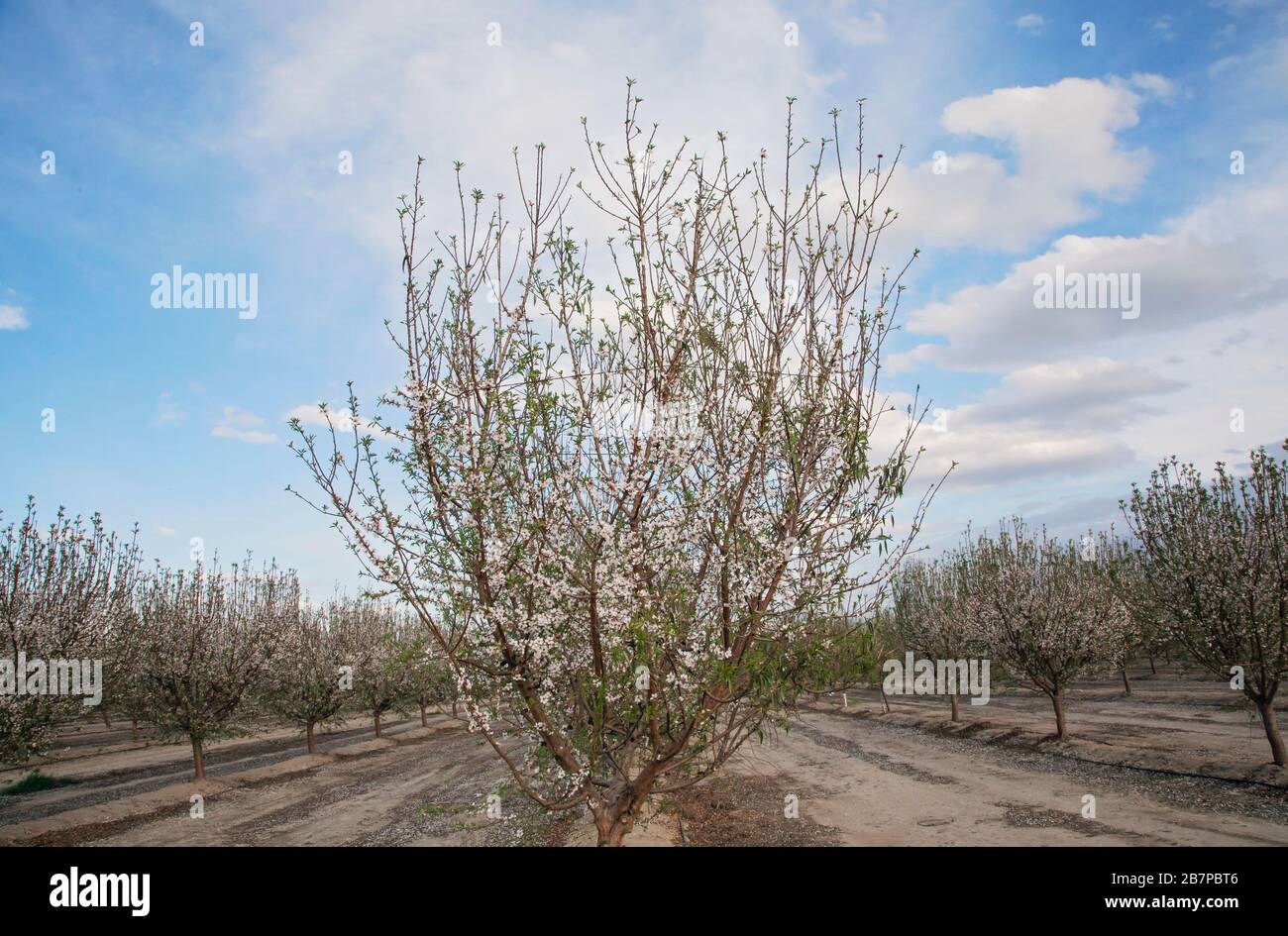Almond trees in blossom, in Bakersfield, California, United States
