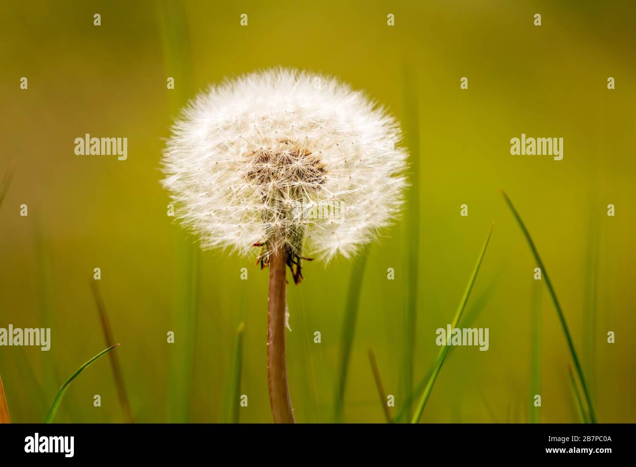 Single Dandelion Flower Taraxacum From Plants Family Asteraceae With Ball Of Feather Seeds On Green Blurred Background Beautiful Dreamy Nature Card Stock Photo Alamy