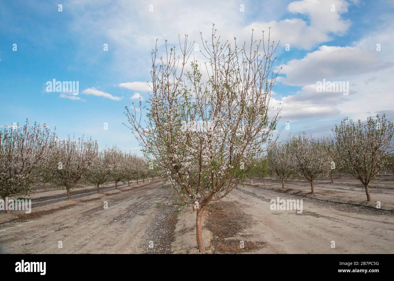 Almond trees in blossom, in Bakersfield, California, United States