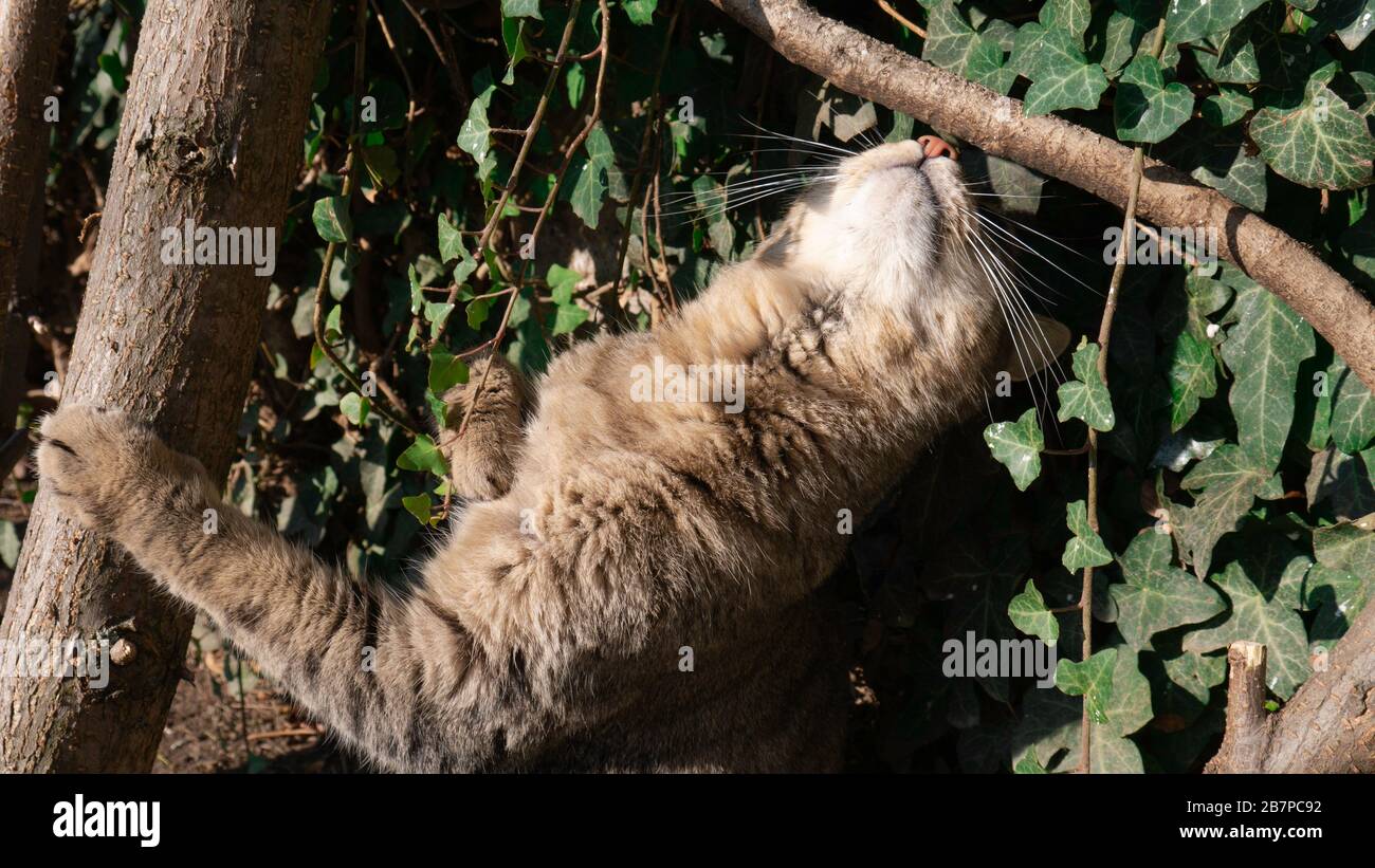 Striped cat sharp claws and sniffs the tree on a sunny day Stock Photo ...