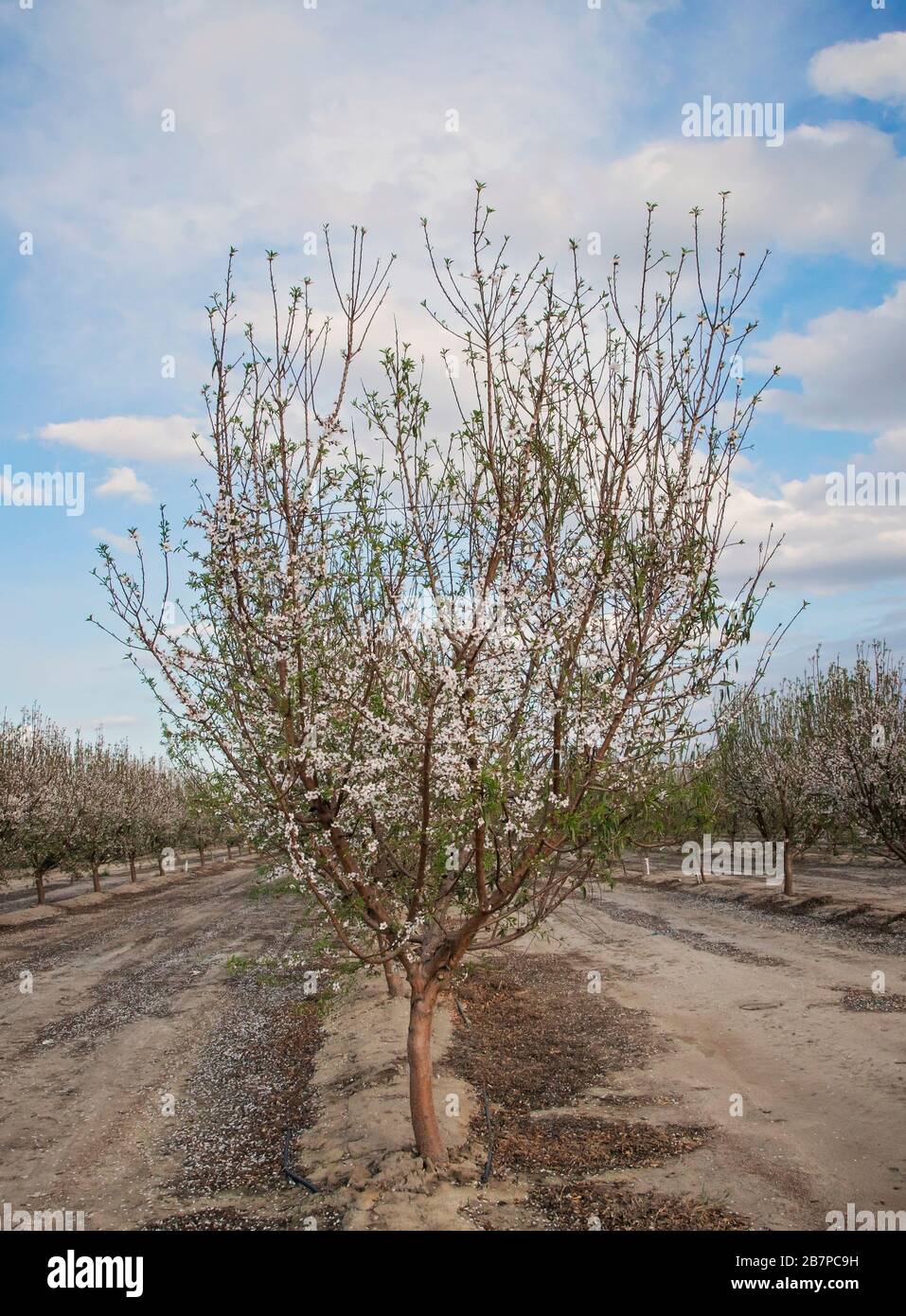 Almond trees in blossom, in Bakersfield, California, United States