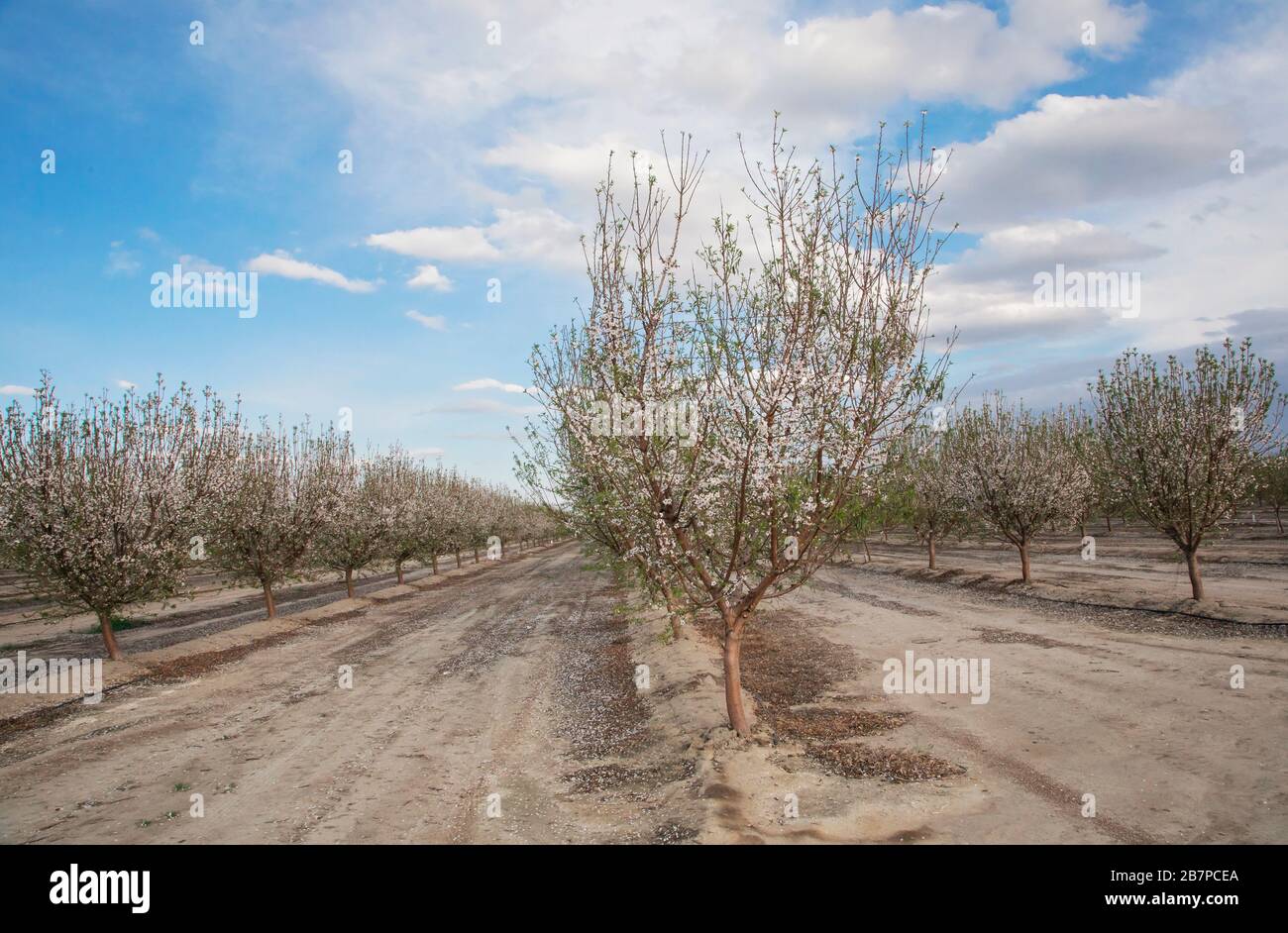 Almond trees in blossom, in Bakersfield, California, United States