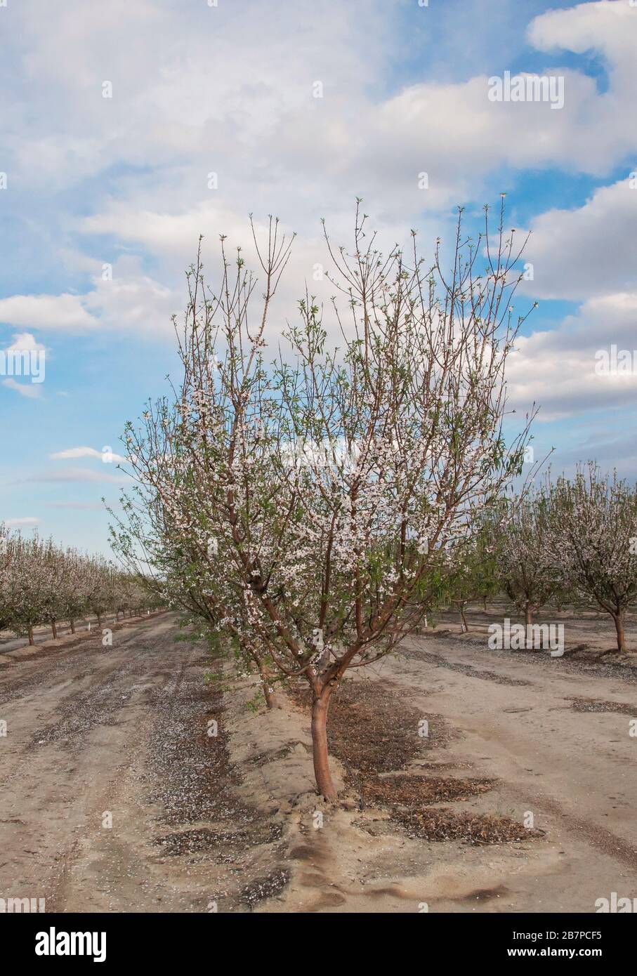 Almond trees in blossom, in Bakersfield, California, United States