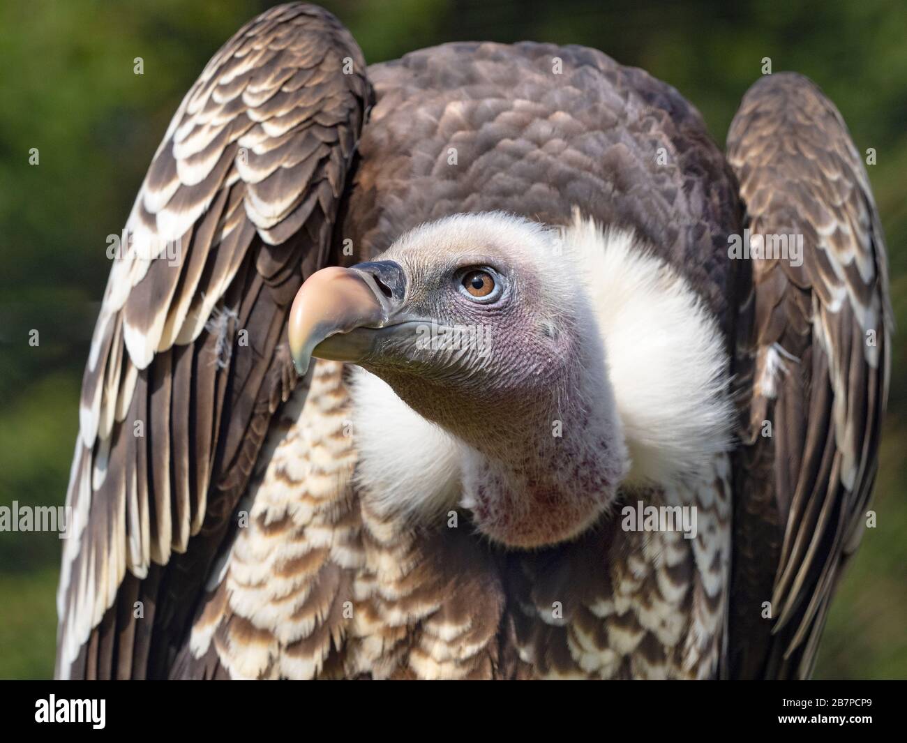 Rüppell's griffon vulture Gyps rueppellii Stock Photo - Alamy
