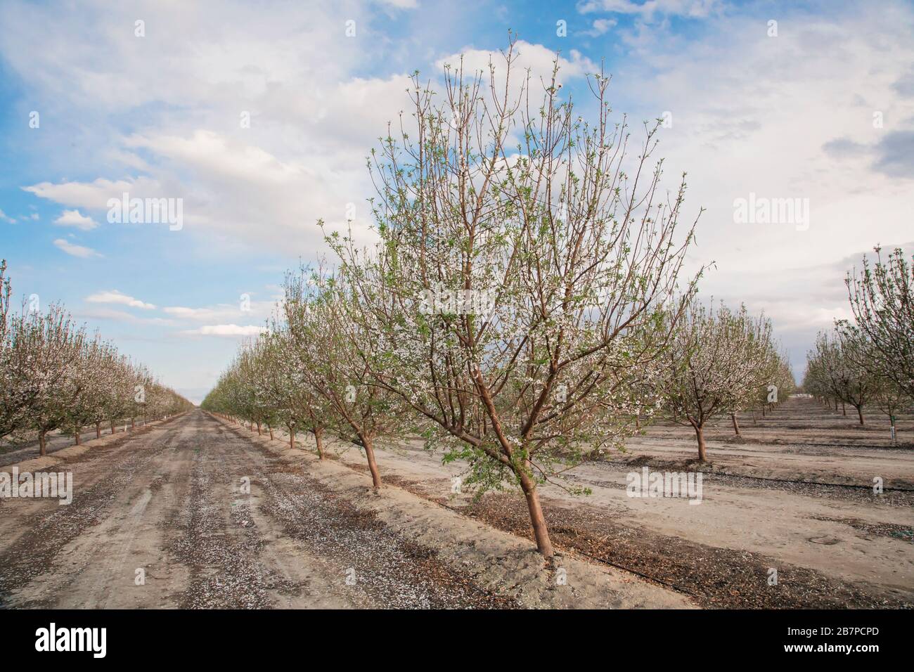 Almond trees in blossom, in Bakersfield, California, United States