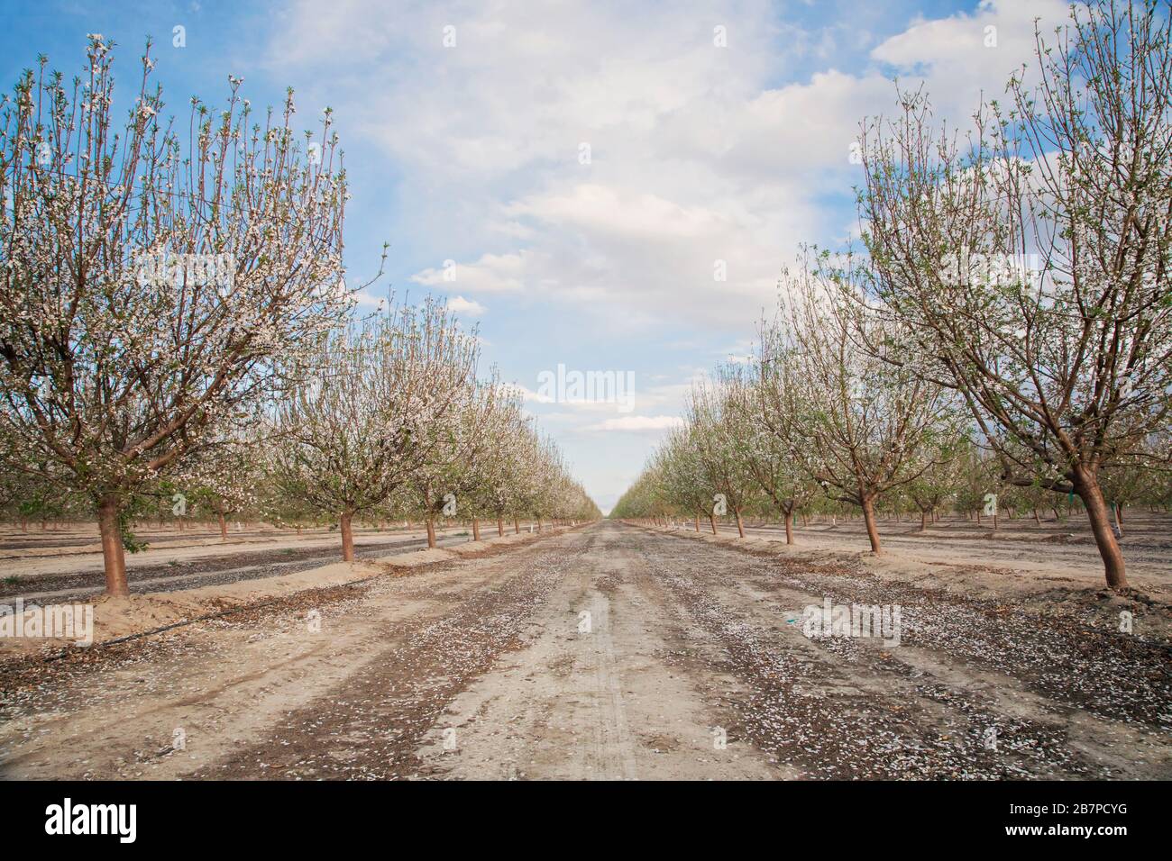 Almond trees in blossom, in Bakersfield, California, United States