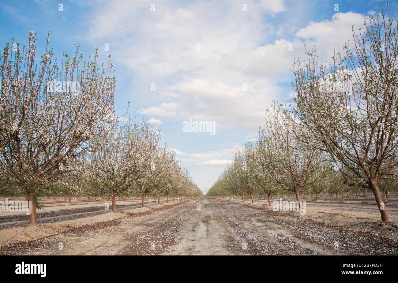 Almond Grove California High Resolution Stock Photography and Images